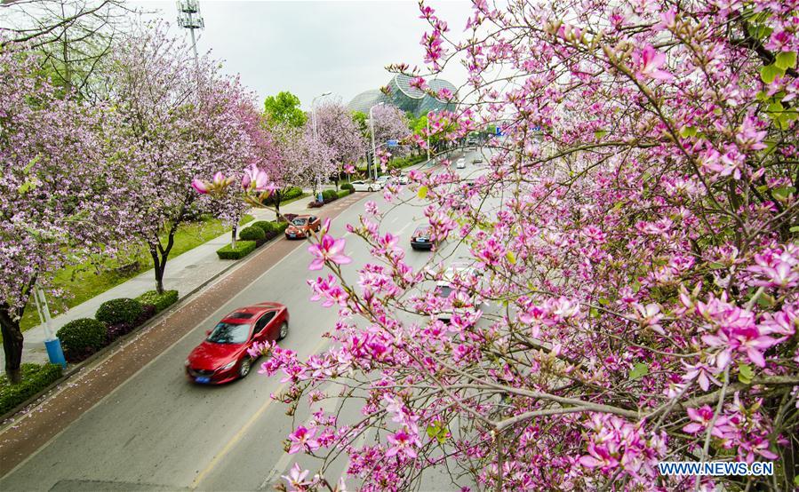 #CHINA-GUANGXI-LIUZHOU-FLOWERS (CN)