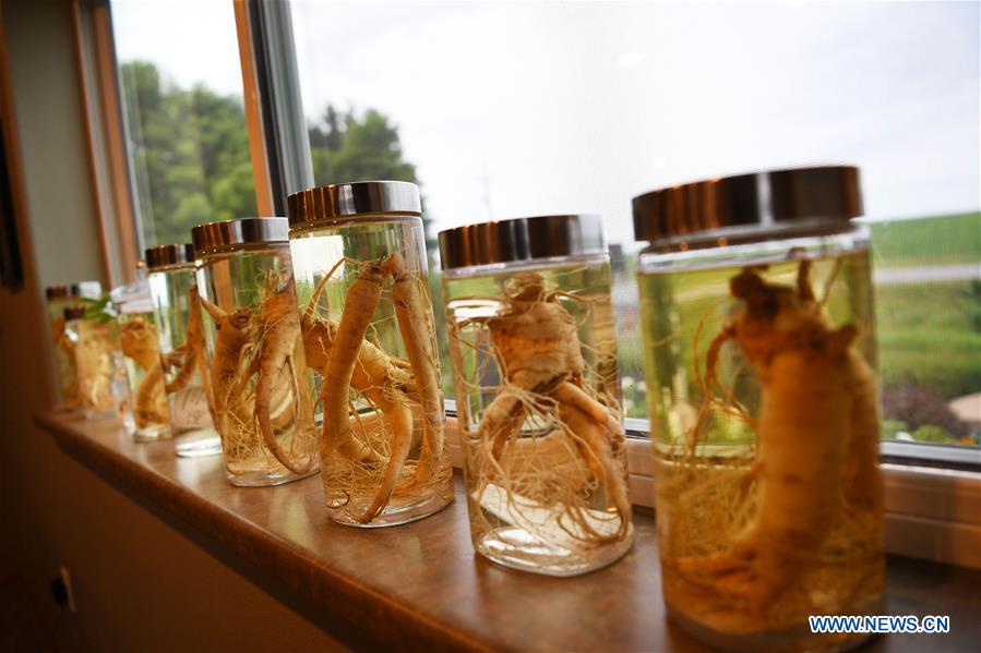 U.S.-WISCONSIN-GINSENG-TRADE-FARM