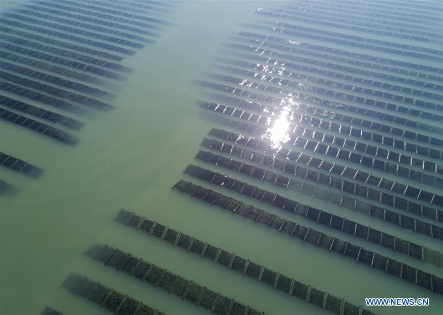CHINA-FUJIAN-SEAWEED-HARVEST(CN)