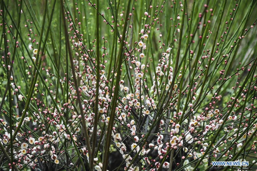 CHINA-ZHEJIANG-CHANGXING-PLUM BLOSSOM (CN)
