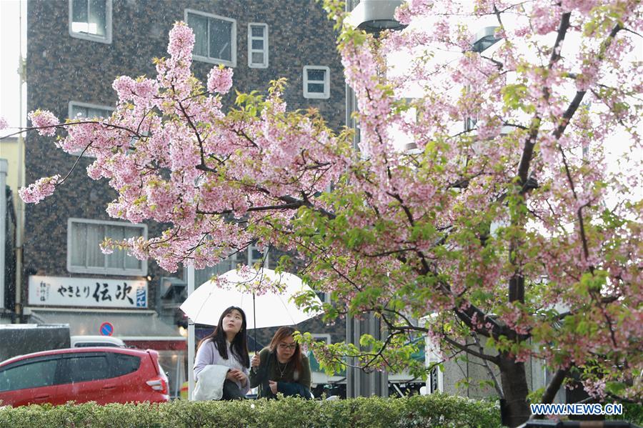 JAPAN-TOKYO-SKYTREE-CHERRY BLOSSOM