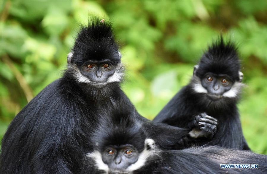 CHINA-GUIZHOU-FRANCOIS' LANGUR-PROTECTION (CN)