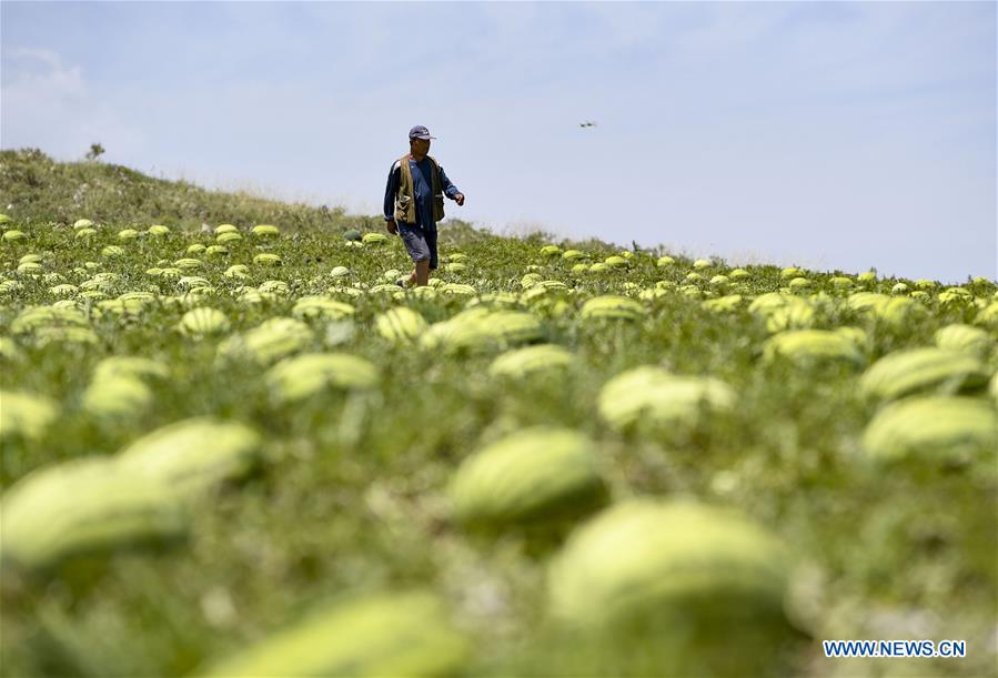 CHINA-NINGXIA-HANJIAOSHUI-AGRICULTURE(CN)
