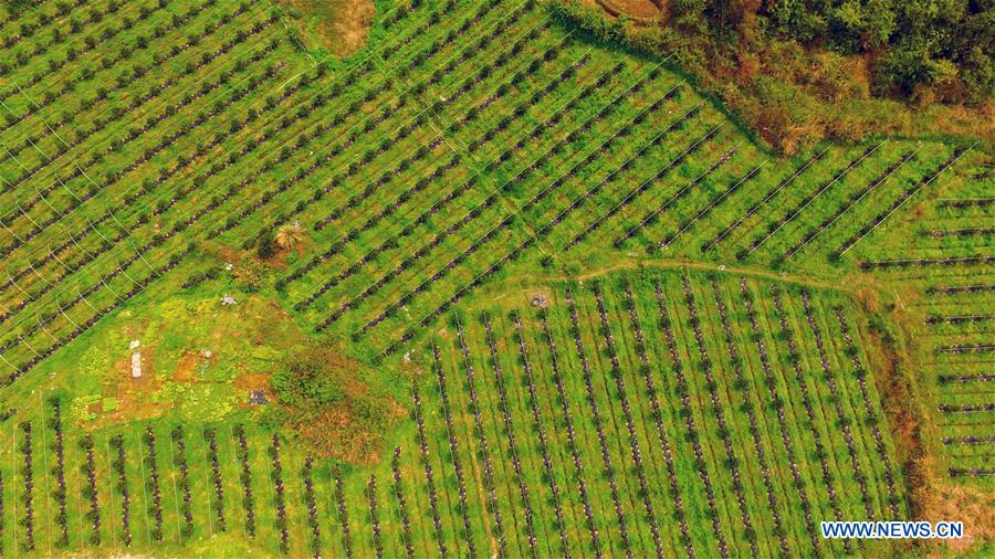 CHINA-GUANGXI-RONGAN-POVERTY ALLEVIATION (CN)