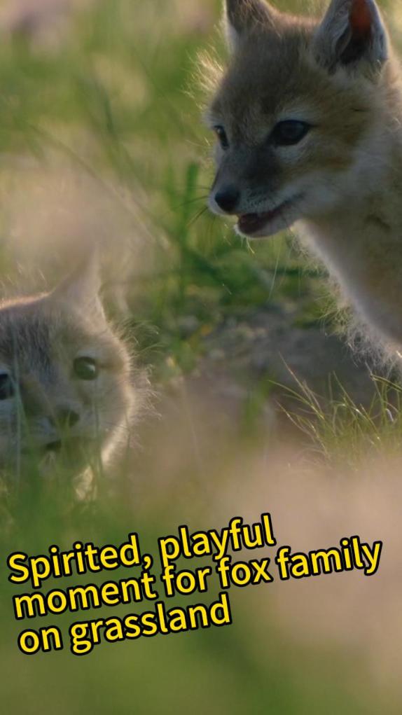 Spirited, playful moment for fox family on Hulunbuir Grassland