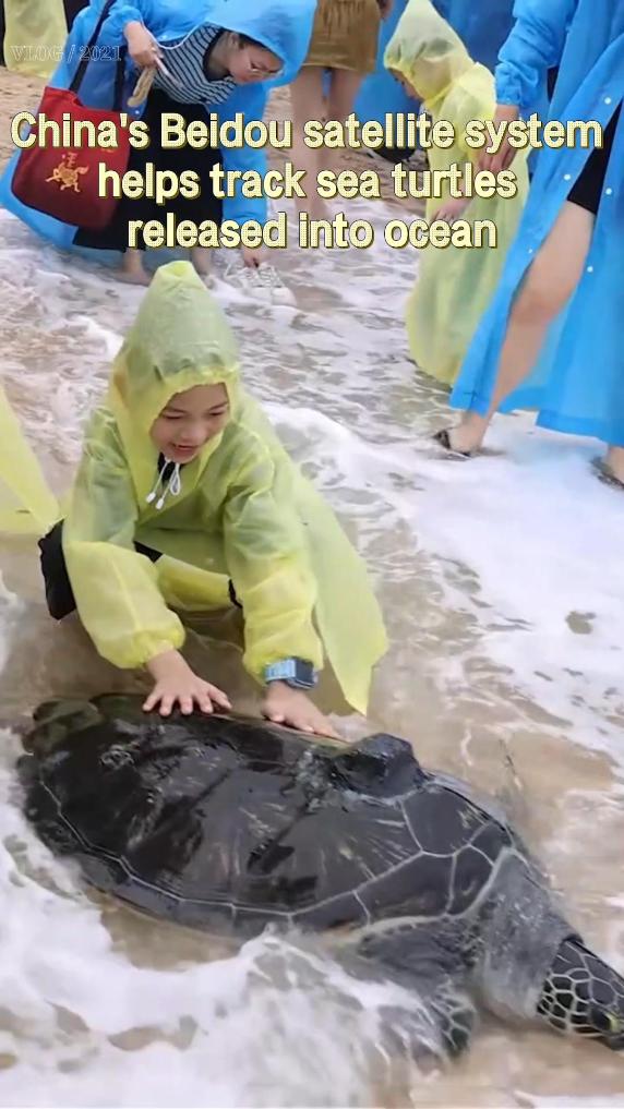 China's Beidou satellite system helps track sea turtles released into ocean