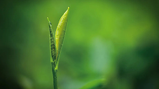 這片樹葉，改變了世界！