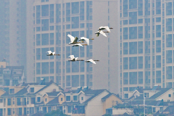 江西經(jīng)濟轉(zhuǎn)型求變：注入生態(tài)、創(chuàng)新、智能多重因子