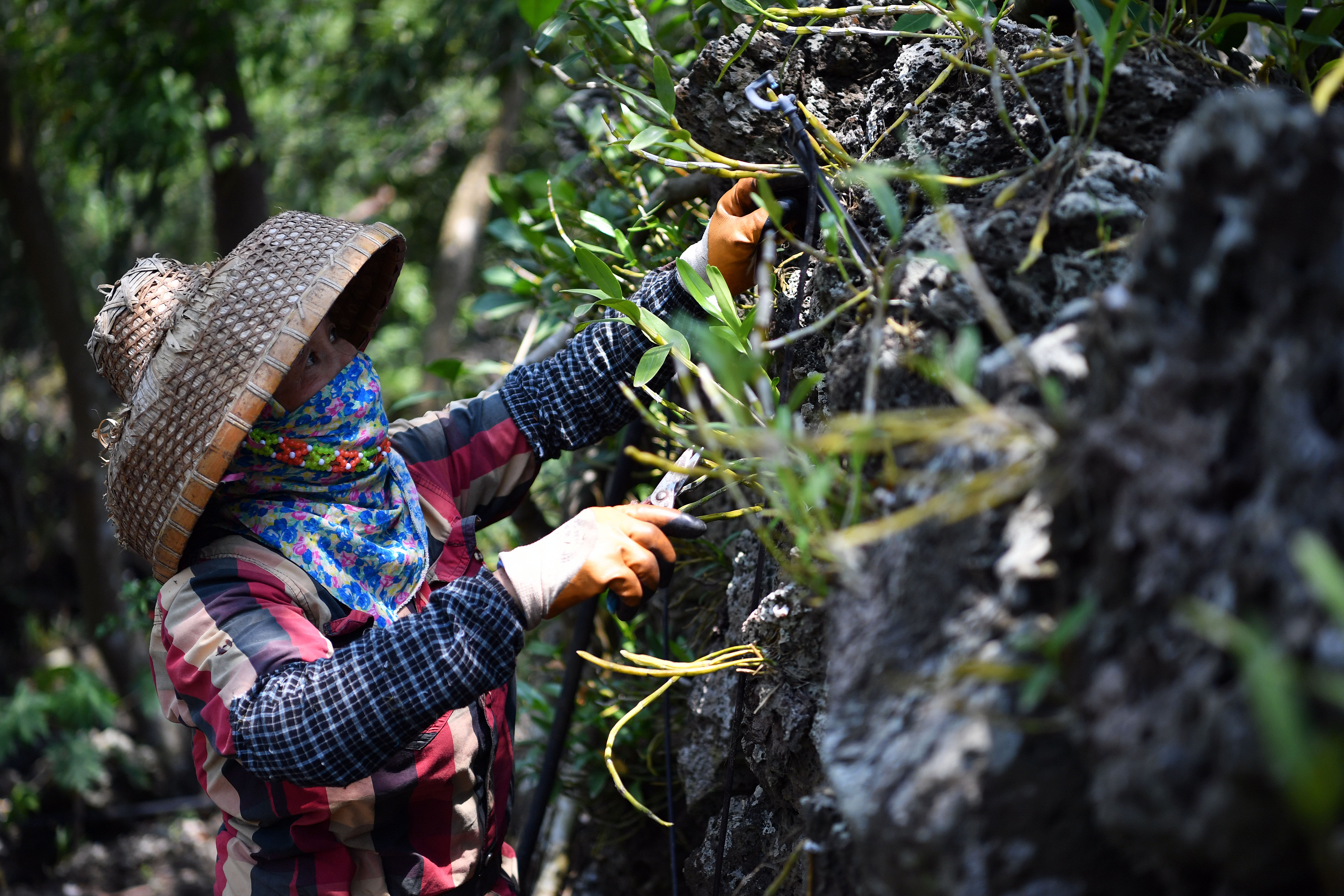 【圖集】海南施茶村：火山石上開出幸?；? /></a>
            <p class=