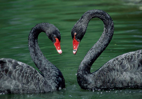 ?？低?ldquo;黑天鵝&rdquo;驚魂兩天