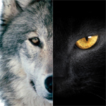 探針 | 2016：雙極，雙11