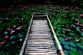 踱步花間，邂逅美麗