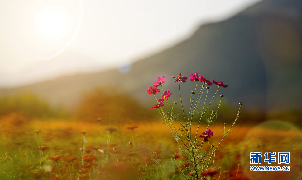 迎著風(fēng)和日麗的陽(yáng)光
