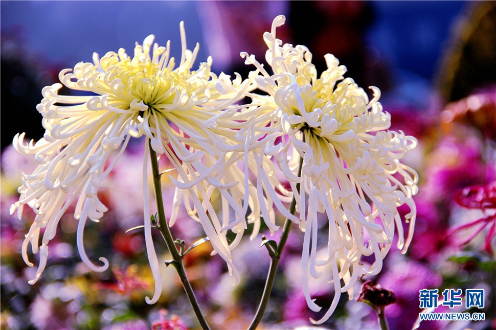 金秋時(shí)節(jié)，菊潤(rùn)車(chē)城