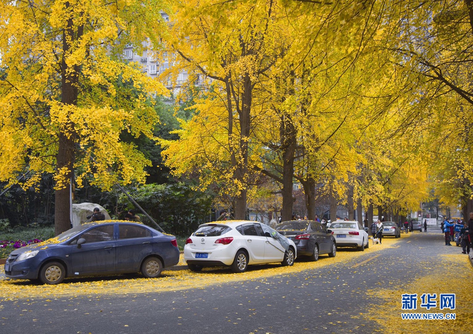 冬日暖陽(yáng)，成都的銀杏已滿(mǎn)地