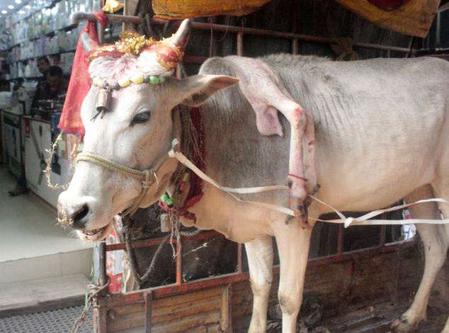 印五腿&ldquo;神牛&rdquo;全國巡展受熱捧【圖】