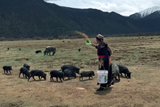 脫貧攻堅&ldquo;世界屋脊之巔&rdquo;