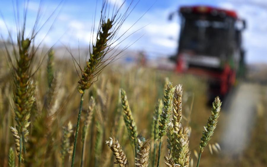 豐收的喜悅！看，各地秋收忙
