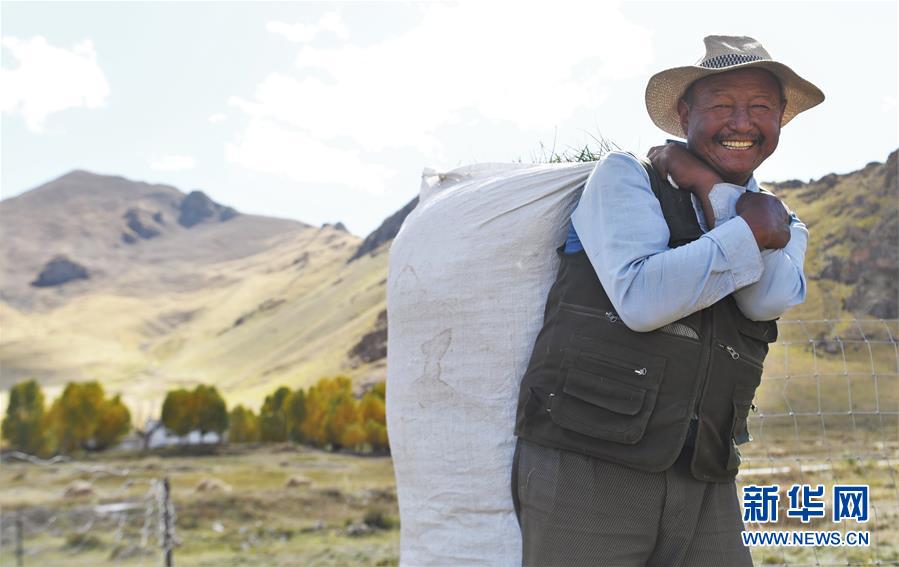 （社會）（1）西藏：牧草豐收儲&ldquo;冬糧&rdquo;
