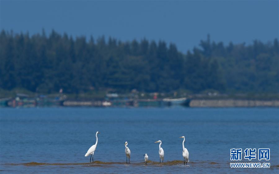 （環(huán)境）（1）海南儋州：光村銀灘候鳥(niǎo)飛