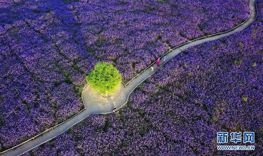 （十九大&middot;讀報(bào)告 話(huà)民生）（7）加快生態(tài)文明體制改革，建設(shè)美麗中國(guó)