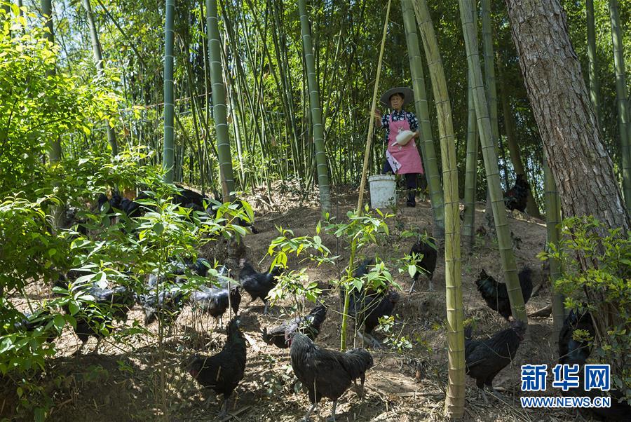 （新華全媒頭條&middot;圖文互動(dòng)）（2）赤水：別了，貧困！