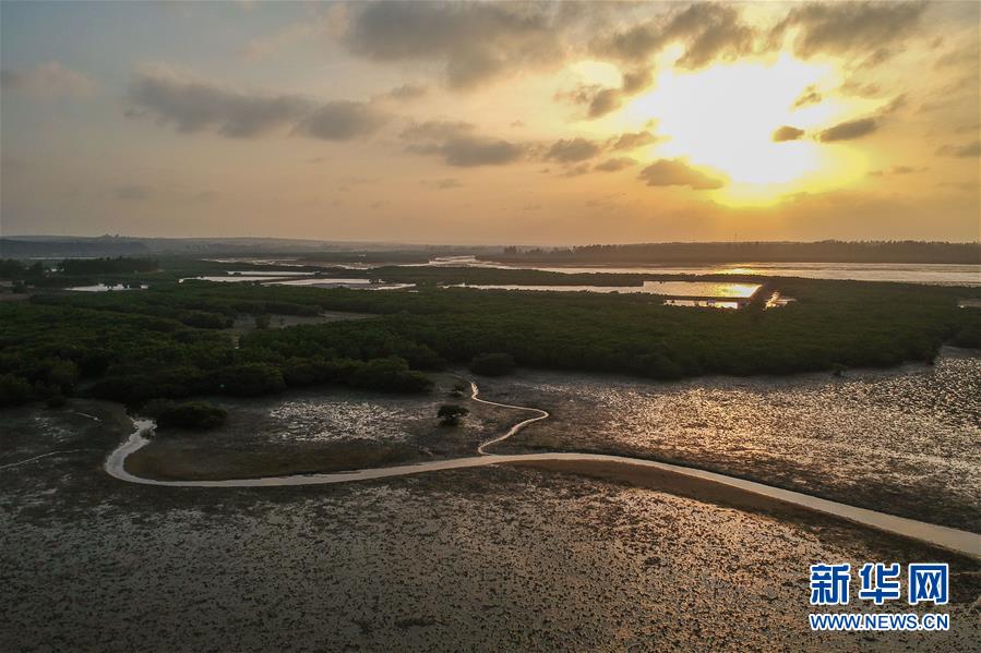 （圖文互動）（1）十年樹木、紅樹成林&mdash;&mdash;&ldquo;海上森林&rdquo;回歸記