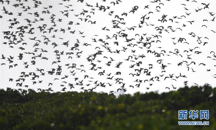 （圖文互動）（3）十年樹木、紅樹成林&mdash;&mdash;&ldquo;海上森林&rdquo;回歸記