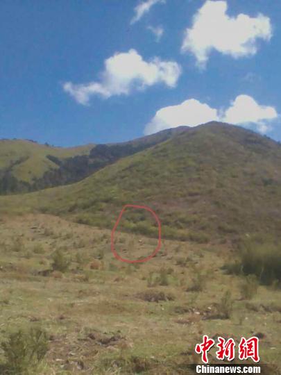 四川石棉孟獲城草甸發(fā)現(xiàn)放歸大熊貓&ldquo;映雪&rdquo;