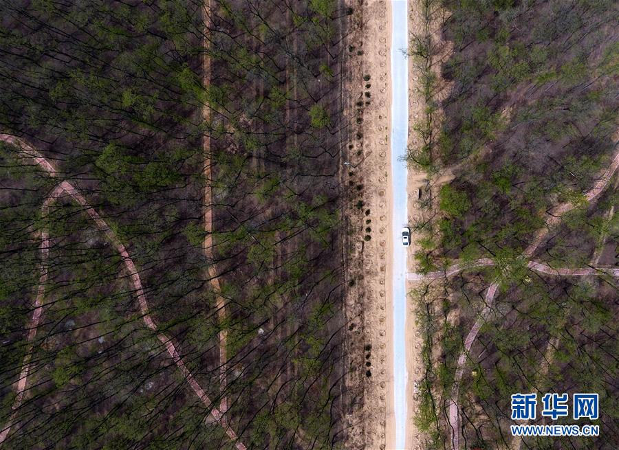 （在習近平新時代中國特色社會主義思想指引下&mdash;&mdash;新時代新氣象新作為&middot;圖文互動）（5）河南民權(quán)：三代造林人接力68年播綠黃河故道