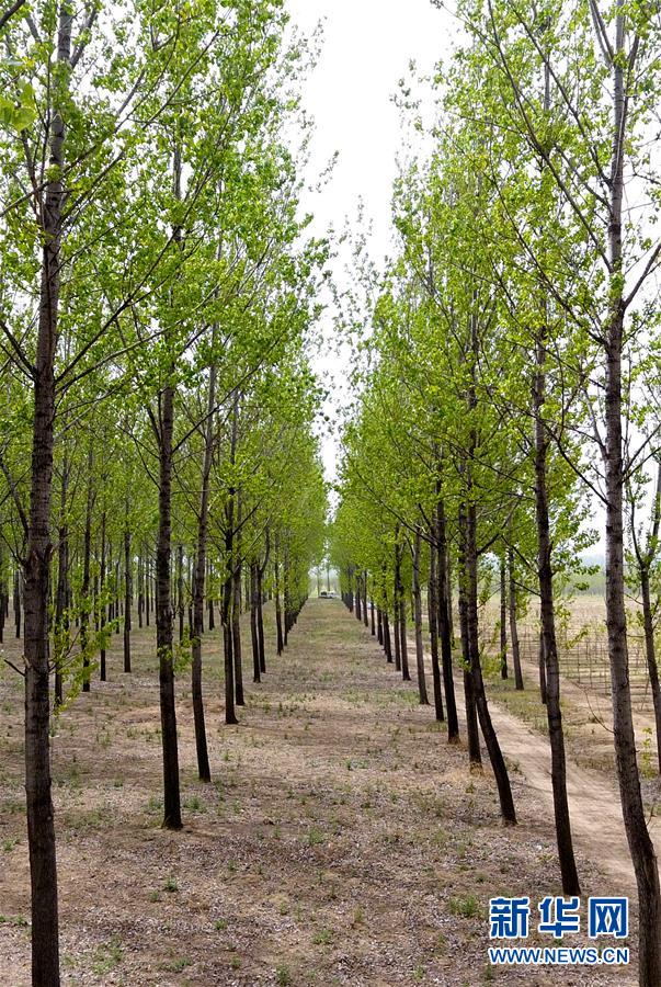 （在習近平新時代中國特色社會主義思想指引下&mdash;&mdash;新時代新氣象新作為&middot;圖文互動）（6）河南民權(quán)：三代造林人接力68年播綠黃河故道