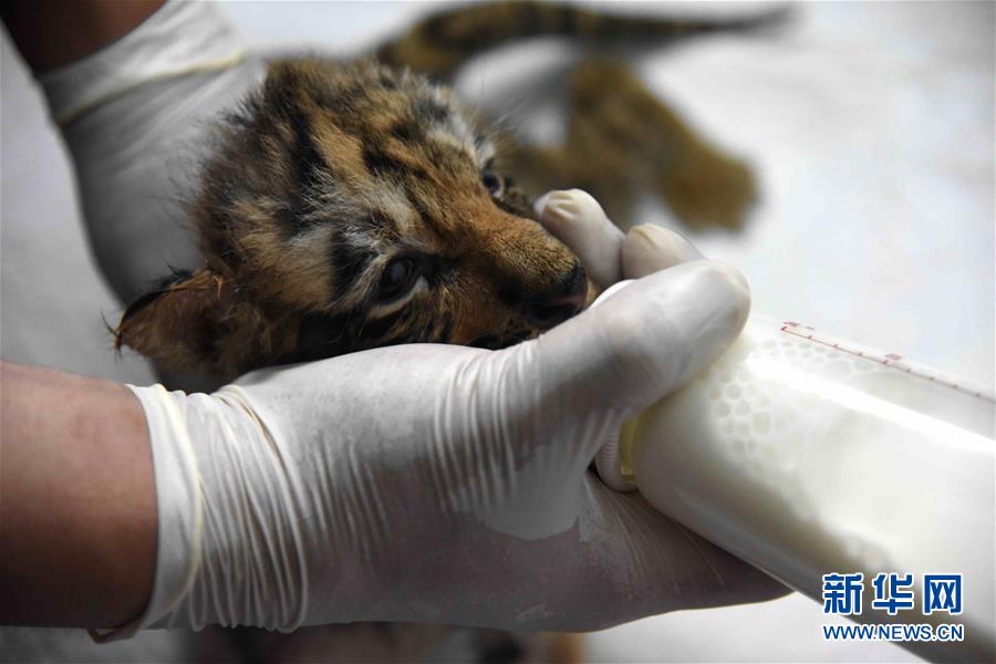 （圖文互動(dòng)）（1）虎寶寶&ldquo;幼兒園&rdquo;：奶瓶隔尿墊一樣都不能少