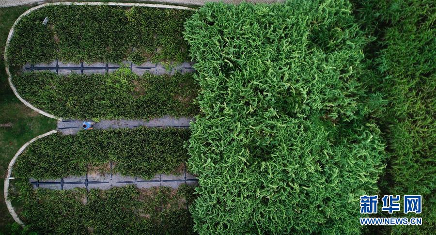 （在習(xí)近平新時代中國特色社會主義思想指引下&mdash;&mdash;新時代新作為新篇章&middot;圖文互動）（3）稀奇！治污濕地成了休閑公園&mdash;&mdash;江蘇蘇州全域推進農(nóng)村生活污水治理