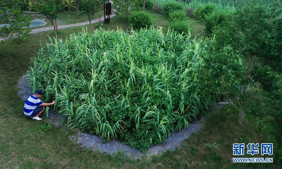 （在習(xí)近平新時代中國特色社會主義思想指引下&mdash;&mdash;新時代新作為新篇章&middot;圖文互動）（4）稀奇！治污濕地成了休閑公園&mdash;&mdash;江蘇蘇州全域推進農(nóng)村生活污水治理