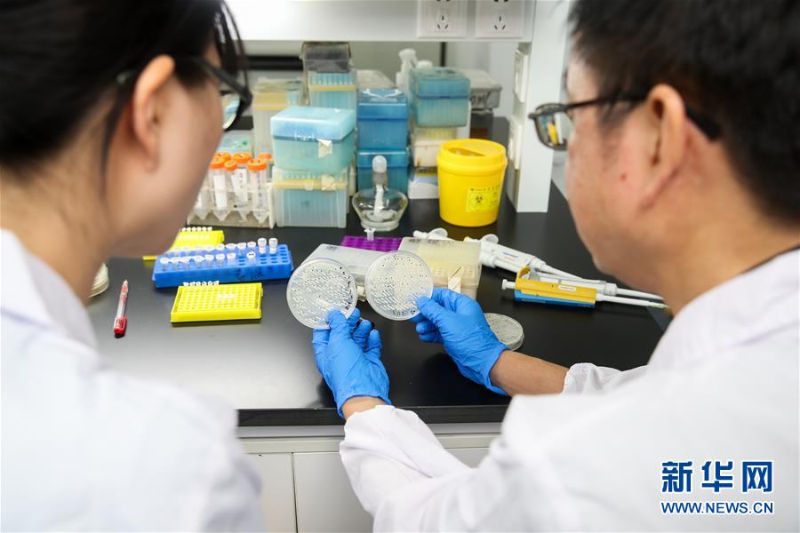 (新華全媒頭條·圖文互動)(2)人造單條染色體真核細(xì)胞問世 我國開啟合成生物學(xué)研究新時代