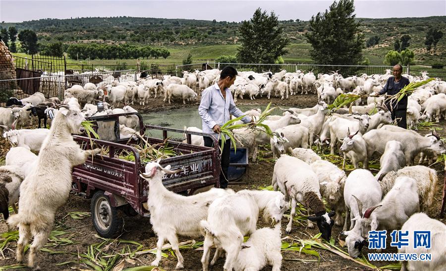 （壯闊東方潮 奮進(jìn)新時代&mdash;&mdash;慶祝改革開放40年）（6）感受&ldquo;毛烏素&rdquo;的生機(jī)