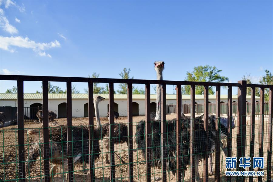 (在習(xí)近平新時代中國特色社會主義思想指引下——新時代新作為新篇章·圖文互動)(1)庫布其競相演繹“點沙成金”傳奇