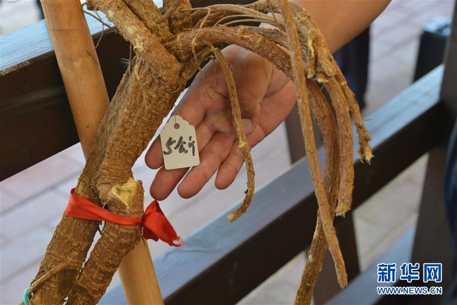 (在習(xí)近平新時代中國特色社會主義思想指引下——新時代新作為新篇章·圖文互動)(2)庫布其競相演繹“點沙成金”傳奇