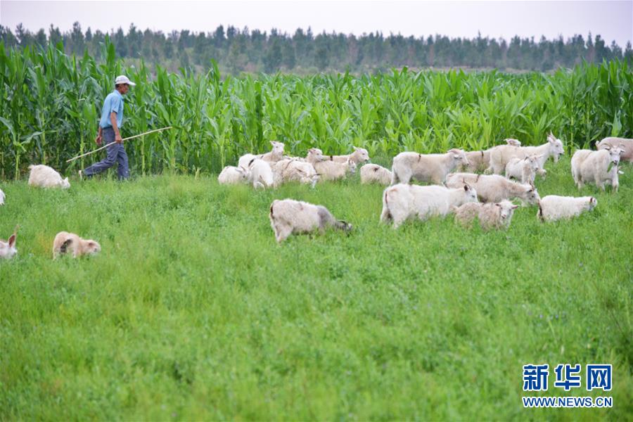 (在習(xí)近平新時代中國特色社會主義思想指引下——新時代新作為新篇章·圖文互動)(3)庫布其競相演繹“點沙成金”傳奇