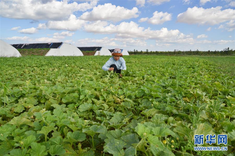 (在習(xí)近平新時代中國特色社會主義思想指引下——新時代新作為新篇章·圖文互動)(4)庫布其競相演繹“點沙成金”傳奇