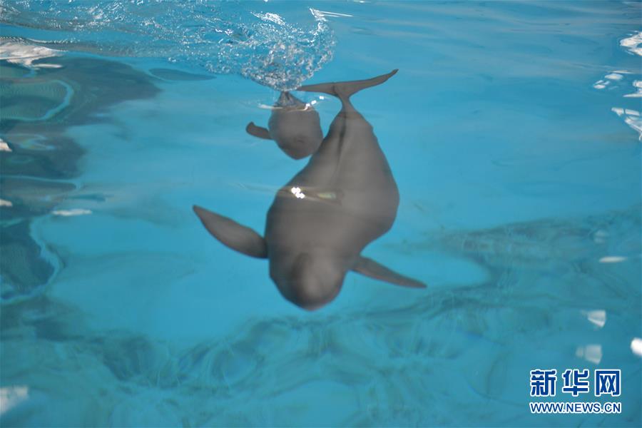 （圖文互動）（2）從消失的白鱀豚到人工繁殖江豚&mdash;&mdash;三個故事見證長江生態(tài)保護(hù)變遷