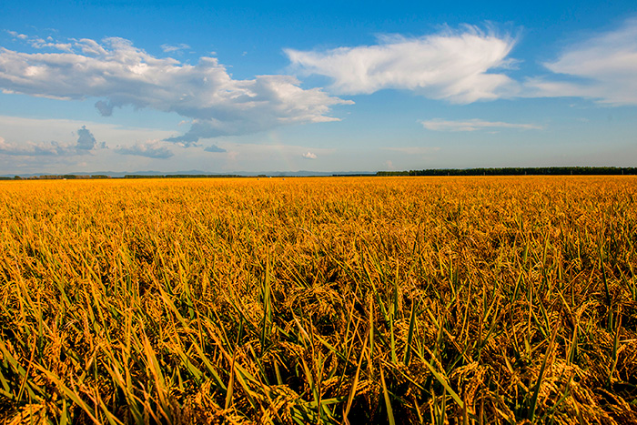 秋收的中國(guó)，你想象不到的美！但更美的是&hellip;&hellip;