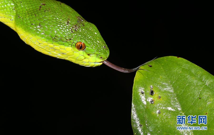 （新華全媒頭條&middot;圖文互動）（2）歸來的雨林 