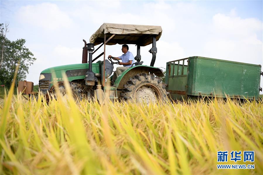 （新華全媒頭條&middot;圖文互動(dòng)）（7）希望灑在金色田野&mdash;&mdash;寫在鄉(xiāng)村振興戰(zhàn)略實(shí)施一周年之際