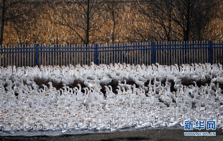 （百城百縣百企調(diào)研行&middot;圖文互動(dòng)）（6）瞧瞧這些村咋富起來的&mdash;&mdash;黑龍江省牡丹江市發(fā)展特色精品農(nóng)業(yè)促農(nóng)增收