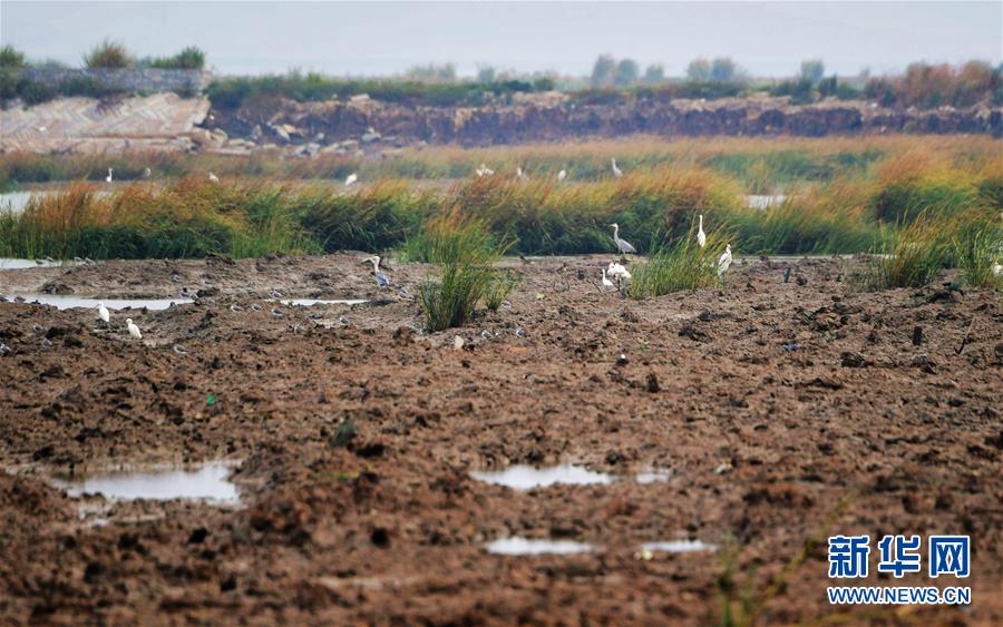 （新華視點(diǎn)&middot;圖文互動）（3）福建10名黨員干部被問責(zé)的背后：7部門十余次執(zhí)法未能有效制止泉州灣濕地圍墾行為