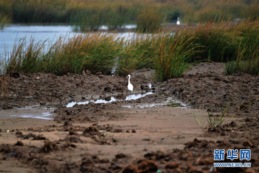（新華視點(diǎn)&middot;圖文互動）（4）福建10名黨員干部被問責(zé)的背后：7部門十余次執(zhí)法未能有效制止泉州灣濕地圍墾行為