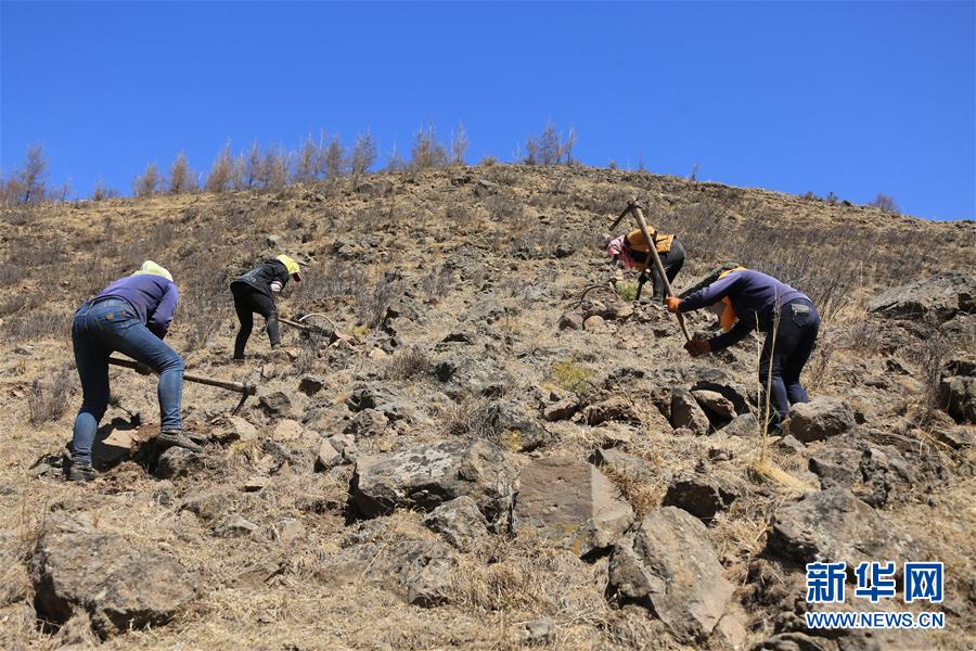 （新華全媒頭條&middot;圖文互動(dòng)）（8）那一抹綠色，走進(jìn)越來越多人心里&mdash;&mdash;河北塞罕壩續(xù)寫新時(shí)代綠色傳奇