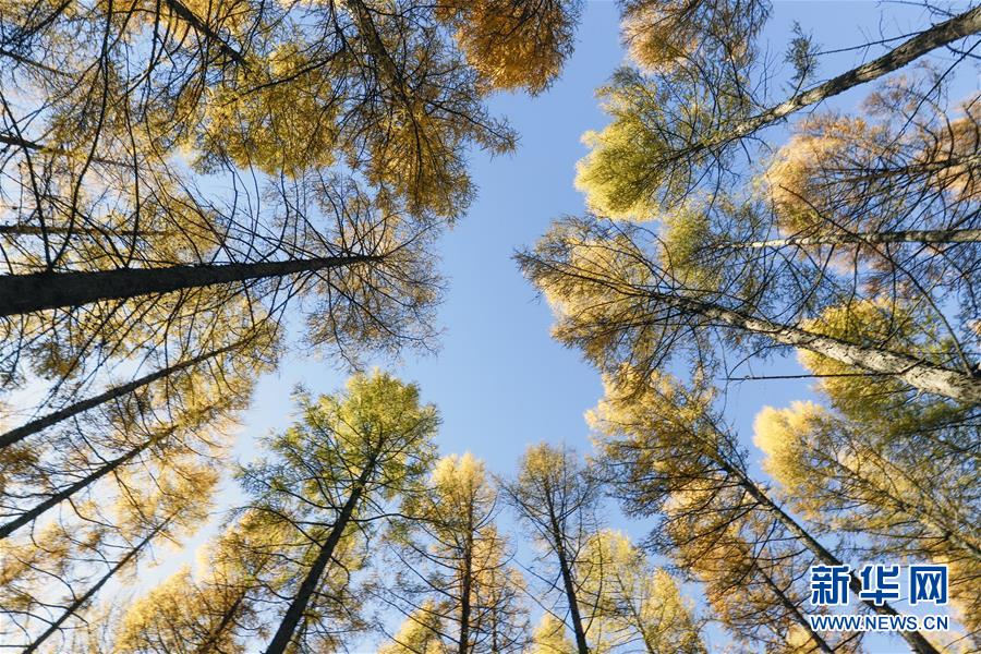 （新華全媒頭條&middot;圖文互動(dòng)）（9）那一抹綠色，走進(jìn)越來越多人心里&mdash;&mdash;河北塞罕壩續(xù)寫新時(shí)代綠色傳奇