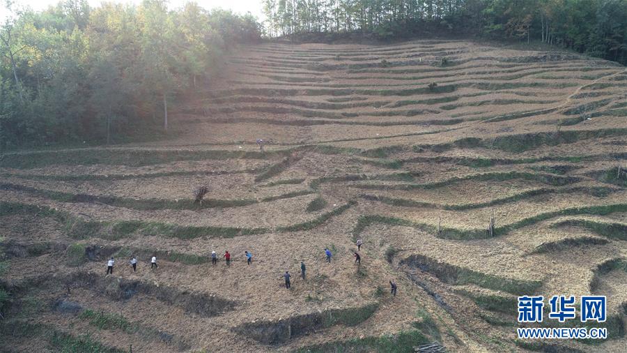 （在習近平新時代中國特色社會主義思想指引下&middot;慶祝改革開放40周年&middot;共享發(fā)展&middot;圖文互動）（2）&ldquo;浙江親人&rdquo;請心安 白茶苗已種滿山&mdash;&mdash;浙江安吉捐贈四川青川白茶苗種植地探訪